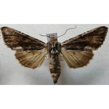 Apamea lithoxylaea (Denis & Schiffermüller, 1775) female Sówka drewnica Czech42k